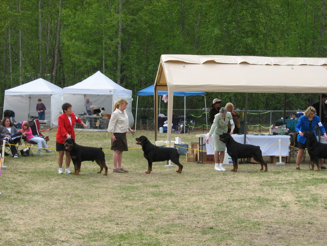 rottweiler club of alaska the rottweiler club of alaska inc home rottweiler club of alaska the rottweiler club of alaska inc home