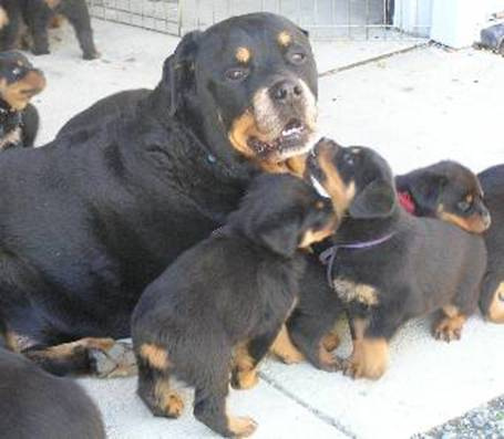 rottweiler club of alaska the rottweiler club of alaska inc home rottweiler club of alaska the rottweiler club of alaska inc home