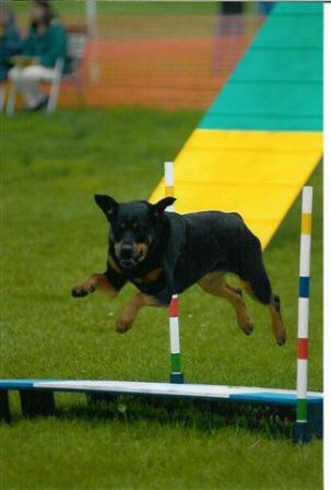 rottweiler club of alaska the rottweiler club of alaska inc home rottweiler club of alaska the rottweiler club of alaska inc home